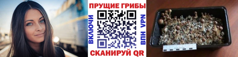 Галлюциногенные грибы GOLDEN TEACHER  мориарти состав  Короча 